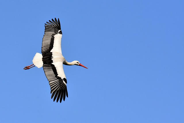 Unser Storch