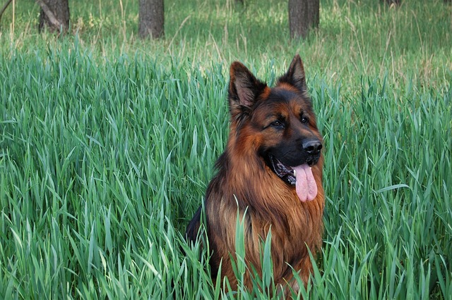 Aaron - kaukasischer Schäferhund