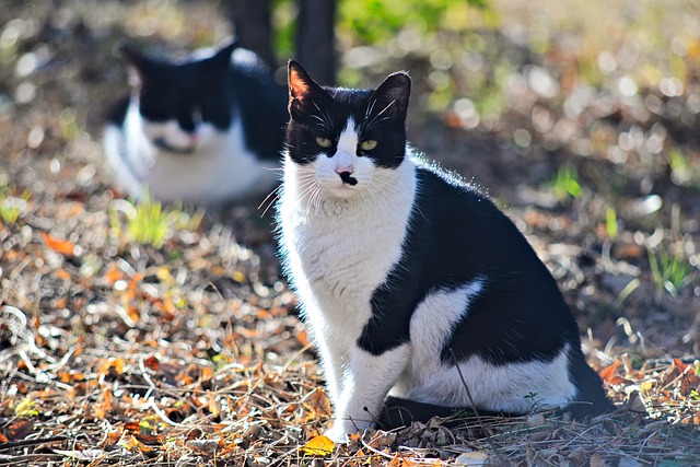 Simba und Nala - unsere Katzen